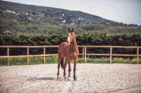 Vente de cheval : Newton Bois Dieu
