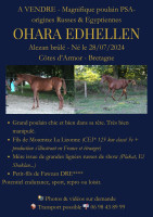Vente de cheval : Ohara Edhellen