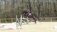 Vente de cheval : ALFA DE SEMILLY