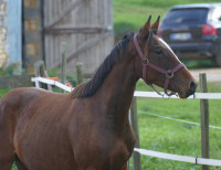 Vente de poney