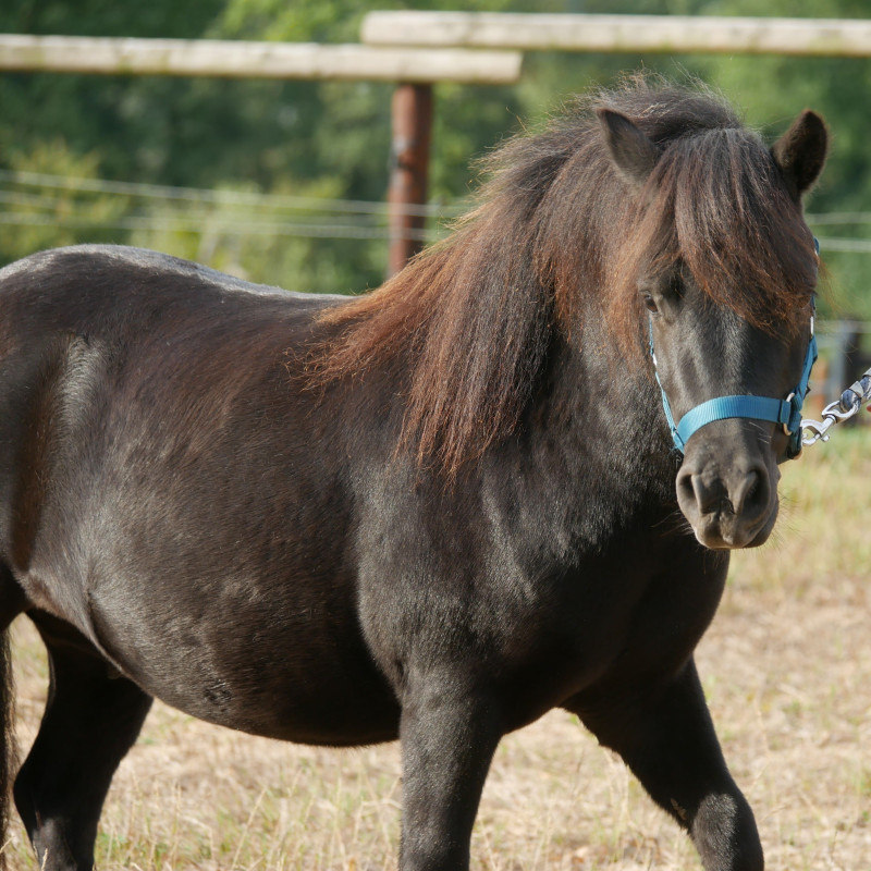 Vente de poney
