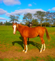 Vente de cheval : ZELSHA