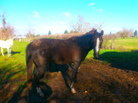 Vente de cheval : ISHAM EL BIBI