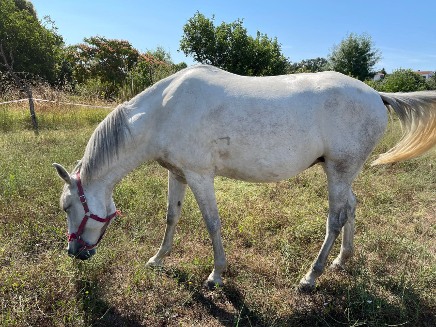 Vente de cheval : Olivia
