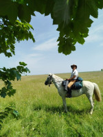 Vente de cheval : TITAN