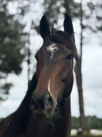 Vente de cheval : Goldyway