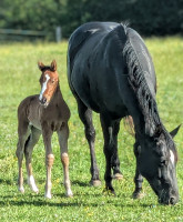 Vente de cheval : Flavia lenakingdeslac