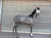Vente de cheval : RECELOSO