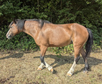 Vente de cheval : Magie du Porcien