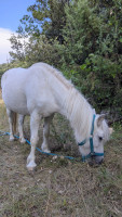 Vente de poney