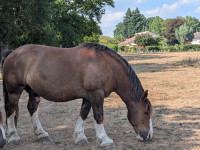 Vente de cheval : �l�gant