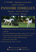 Vente de cheval : Pandore Edhellenn