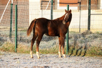 Vente de cheval : Pavlina du Vieux Der