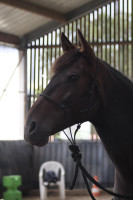 Vente de cheval : Estrella