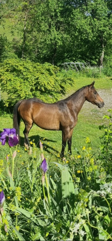 Vente de cheval : Lapis