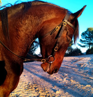 Vente de cheval : ?Castanuela?