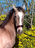 Vente de cheval : DESEADA CN