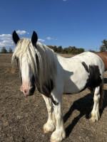 Vente de cheval : Legend