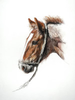 Portrait �quin sur commande