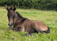 Vente de cheval : Quissie de Kernevez 