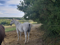 Vente de cheval : Amadeus de Cayrac