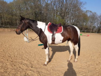 Vente de cheval : ROMANCE BRYARDE 