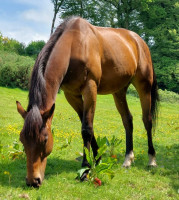 Vente de cheval : ROYAL NAVY WARSHIP 
