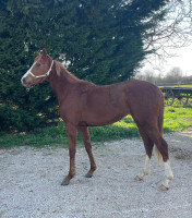 Vente de cheval : SPIRIT MARIE