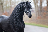 Vente de cheval : Albert d'Hilberlti