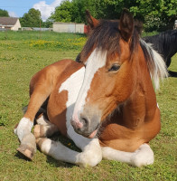 Vente de cheval : Ouragan