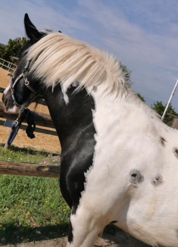 Vente de poney