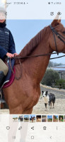 Vente de cheval : I'am la mure verriere