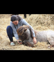 Vente de poney