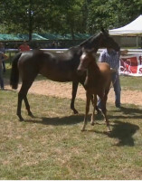 Vente de cheval : Senorita Collonges 