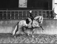 Cours d'�quitation, dressage, libert� travail a pied 