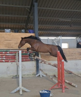 Vente de cheval : Je triunf saramour 