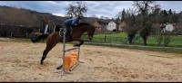 Vente de cheval : Gabelle de Guye