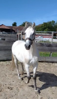 Vente de cheval : Rondeno