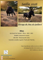 Saillie �talon Shetland onc