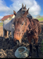 Vente de cheval : OK Dacc