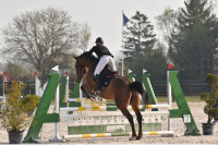 Vente de cheval : Cobalt rose