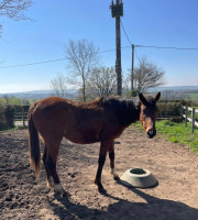 Vente de cheval : KHRYSTOS