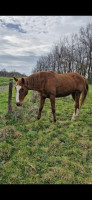 Vente de cheval : TASMINE DE LORMAT
