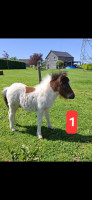 Vente de poney