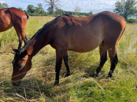 Vente de cheval : LINNE MARIE