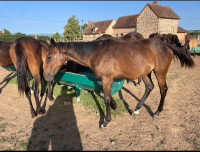 Vente de cheval : Prosp�re reconce