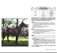 Vente de cheval : Ntayack reconce