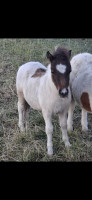 Vente de poney