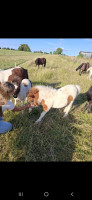 Vente de poney