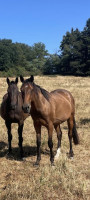 Vente de cheval : NUMENOR DE COTTE